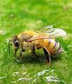Как можно быстро избавиться от отека пчелиного...