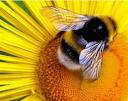 Чем отличается укус пчелы от укуса осы? Чем...