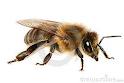 Как снять опухоль и отек после укуса пчелы