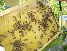 Что делать при укусе пчелы или осы? как снять...