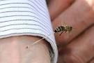Что это за размер груди - укус пчелы? 