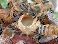 Опасен ли укус осы (пчелы, овода, шершня, муравья...