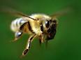 Соседку за язык моя пчела укусила - божья кара?...