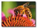 Как исправить семью пчел с маткой трутовкой