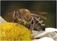 Подскади те что делать при укусе пчелы: ? 