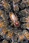 Если пчела ужалит кого - либо, то она погибнет? 