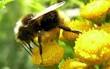 Каковы меры первой помощи когда ужалила пчела