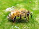 Зимняя пчела ужалила в язык... Что делать?!  