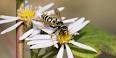 Пчела ужалила (