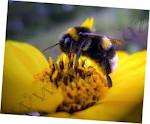 Дайте пожалуспа сылку на лечение пчелиными...
