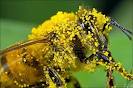 Это правда что пчелиная пыльца сильно лечит...