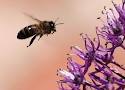 Для чего и от чего пчелиная пыльца? продается в...