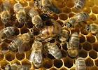 Пробовали ли вы когда - нибудь пчелиные продукты...