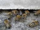 А у пчел бывает аллергия на цветочную пыльцу? 