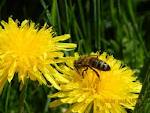 Где пчелы берут ведерки чтоб собиратЬ пылЬцу? 