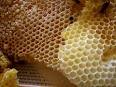 Пчёлы весь день в трудах, пыльцу собирают... А...