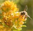 Во время вылетов из улья пчелы, кроме нектара,...