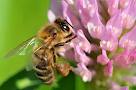 Чем полезен пчелиный яд? ... Каково его...