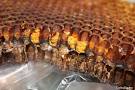 Какие химические вещества содержит пчелиный яд? 