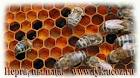 Где можно сделать анализ качества пчелиного яда. 