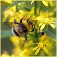 Где можно продать пчелиный яд? 