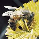 Почему вымирают... пчелы? Почему не... осы? И что...