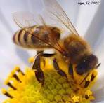 Богоугодно ли заниматся разведением пчёл, можно...