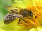 Чем японские пчелы отличаются от прочих пчел? 