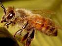 Почему пасечник при работе с пчелами сетку...