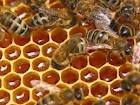 Как отличить пчел от мух в море информации и в...