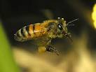 Пчелы реально летают, или брехня все это? 
