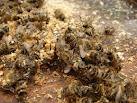 Что означает выражение "пчелы Персефоны"? 