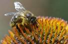 Почему у пчел 6 угольные соты