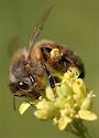 Сколько нужно пчел чтоб вылечить геморой? 