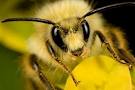 Как пчела сообщает другим об источнике нектара?...