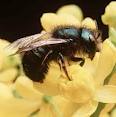 Популяция пчёл на планете резко уменьшается. Где...
