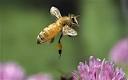 Одолели дикие пчелы на саду, что делать? 