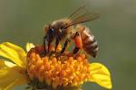 Почему пчёлы и осы летают даже во время сильного...
