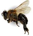 А когда винни пухи прекратят бороться с пчёлами?...