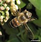 Из чего пчёлы делают воск? 