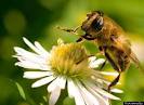 Как пчёлы cообщают нам о приближении хoлoдной...