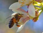 Почему пчелы строят соты шестигранником? 