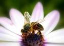 Почему пчелы строят соты именно с шестью...