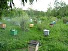 Каким образом пчёлы узнает свой улей на пасеке?...