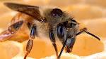 Как выгнать диких пчёл из улья? 