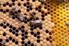 Вредные пчелы носят в улей деготь вместо меда? 
