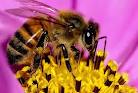 Что будет, если кушать мед диких пчел деревянной...