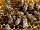 Сколько можно установить пчелиных ульев в саду,...