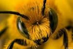 Почему пчелиный улей увеличивает популяцию до...