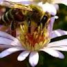 Чья стать вам нравится больше - пчелки или осы? 